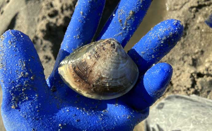 様々な貝が採れる高松海岸で潮干狩り堪能【三重】マテ貝・ハマグリ・シオフキなど採取
