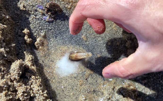 様々な貝が採れる高松海岸で潮干狩り堪能【三重】マテ貝・ハマグリ・シオフキなど採取