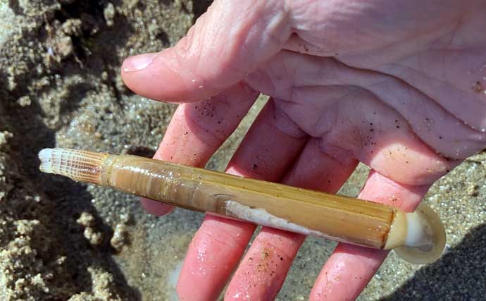 様々な貝が採れる高松海岸で潮干狩り堪能【三重】マテ貝・ハマグリ・シオフキなど採取