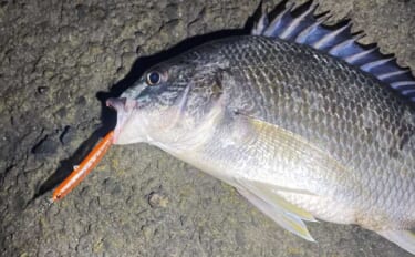 「分布域が決定的に異なる！」 よく似てるけどチヌとキビレって何が違うの…