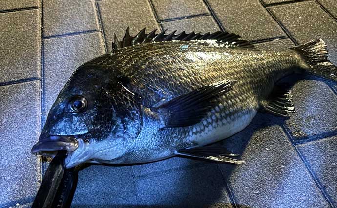 「分布域が決定的に異なる！」 よく似てるけどチヌとキビレって何が違うの？