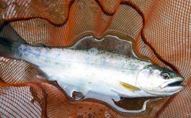 「渓流釣りのエサは季節で変わる！」 春～初夏に活躍する川虫3選を解説