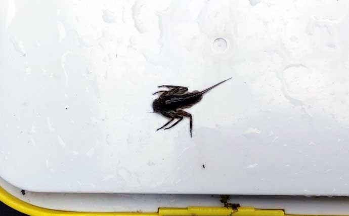 「渓流釣りのエサは季節で変わる！」 春～初夏に活躍する川虫3選を解説