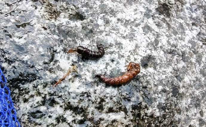 「渓流釣りのエサは季節で変わる！」 春～初夏に活躍する川虫3選を解説