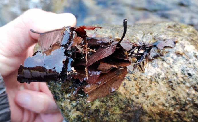 「渓流釣りのエサは季節で変わる！」 春～初夏に活躍する川虫3選を解説