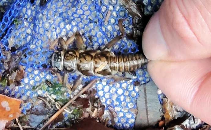 「渓流釣りのエサは季節で変わる！」 春～初夏に活躍する川虫3選を解説