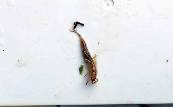 「渓流釣りのエサは季節で変わる！」 春～初夏に活躍する川虫3選を解説