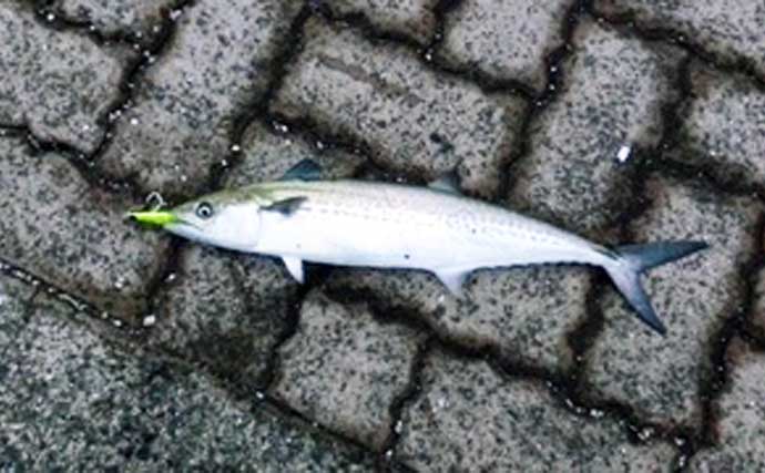 鞠山海遊パークでのショアジギングで48cmサゴシ（サワラ）釣れた！【福井】