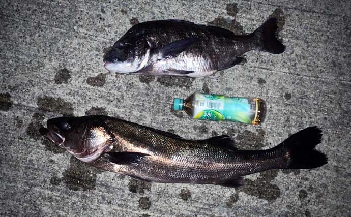 夜の落とし込み釣りでクロダイにスズキをキャッチ！【愛知】活きエビにヒット