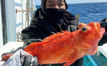 中深海釣りでオニカサゴ・ウッカリカサゴ・トラフグなど良型中心に好ヒット【愛知】