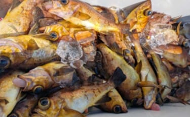船サビキ釣りでメバルが爆釣！美味しいお土産が充実【沖釣り最新情報・石川…
