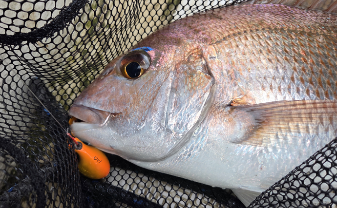 レンタルボートでのタイラバ釣行で多彩魚種顔見せ【三重】シロアマダイは不発