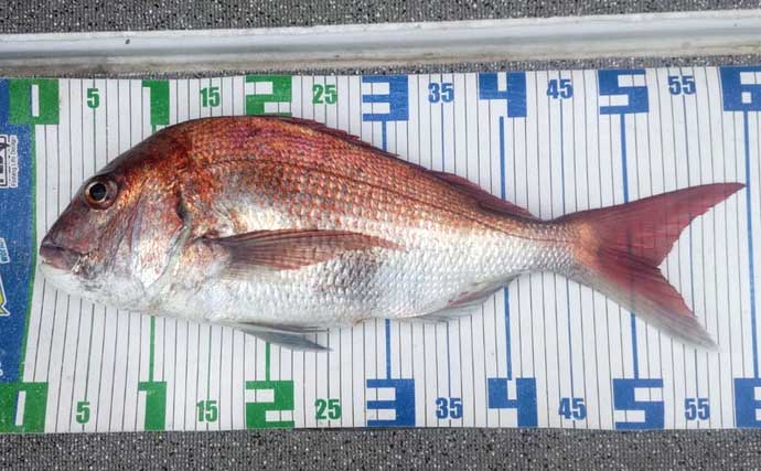 タイラバ釣行でバラし連発もめげずに巻いて60cmマダイ手中【まとばや丸】