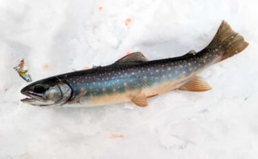 然別湖の氷上釣りで『ミヤベイワナ』と対面成功　独自の進化遂げた魚体に惚…