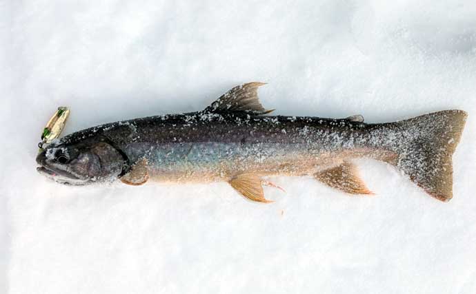 然別湖の氷上釣りで『ミヤベイワナ』と対面成功　独自の進化遂げた魚体に惚れ惚れ