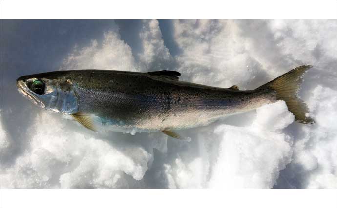 然別湖の氷上釣りで『ミヤベイワナ』と対面成功　独自の進化遂げた魚体に惚れ惚れ