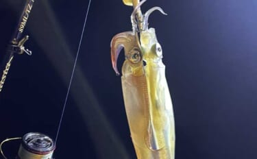 鶏のささ身にササイカ（ヤリイカ）連発！【山口】波止エギングで本命50尾…