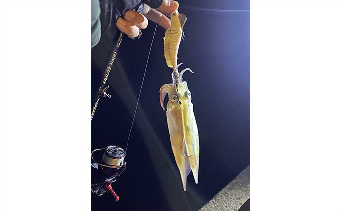 鶏のささ身にササイカ（ヤリイカ）連発！【山口】波止エギングで本命50尾キャッチ