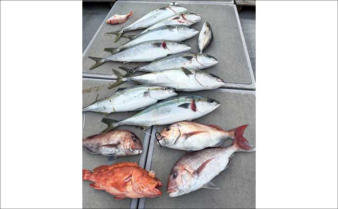 「美味しい魚きた！」タイラバで5kg大型タカバ（マハタ）堂々浮上【沖のルアー釣果速報・福岡】