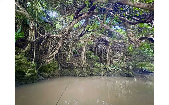 石垣島「マングローブ・カヤックフィッシング」完全ガイド　とびきりの非日常感！