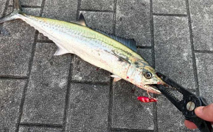 春のショアジギ（LSJ）釣行で狙いたい「代表的なターゲット3選」