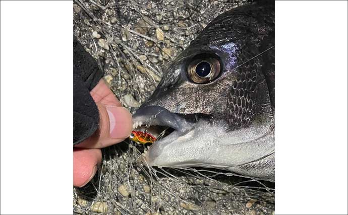 春のショアジギ（LSJ）釣行で狙いたい「代表的なターゲット3選」