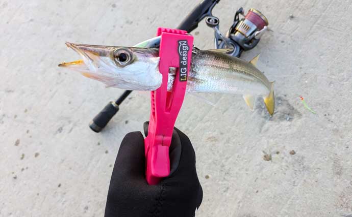 「炙りが大好評！」ショアジギングでカマス連打【和歌山】ブレードジグに好反応