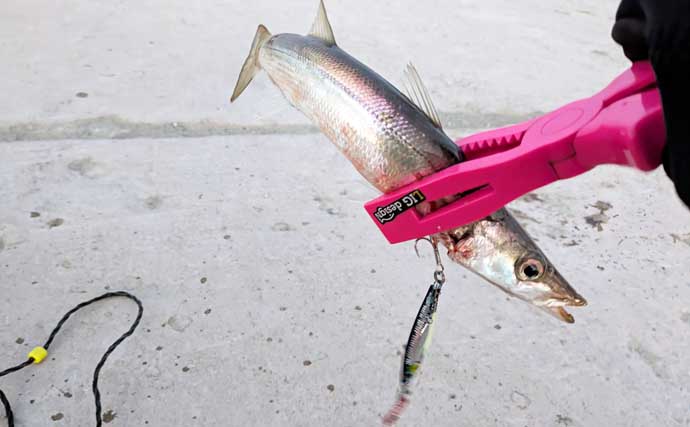 「炙りが大好評！」ショアジギングでカマス連打【和歌山】ブレードジグに好反応