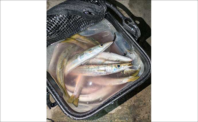 「炙りが大好評！」ショアジギングでカマス連打【和歌山】ブレードジグに好反応