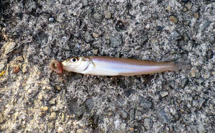 「低水温期でもキスは釣れた！」超早場の投げキス釣りで本命の動きを捉える