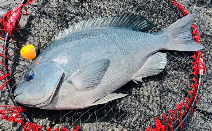 「クロ（メジナ）が入れ食い！」磯フカセ釣りで良型乱舞【大分・蒲江の磯】