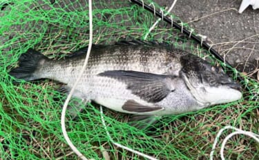 クロダイ乗っ込みシーズン開幕！落とし込み釣りで良型クロダイ2枚【名古屋…