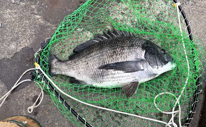 クロダイ乗っ込みシーズン開幕！落とし込み釣りで良型クロダイ2枚【名古屋港】