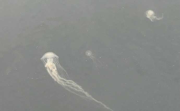 クロダイ乗っ込みシーズン開幕！落とし込み釣りで良型クロダイ2枚【名古屋港】