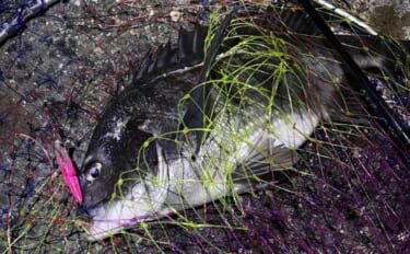 「デイゲームとナイトゲーム何が違う？」チニング攻略ならまずは夜がオスス…