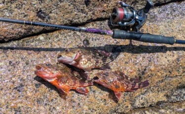 紀南エリアのランガンルアーフィッシングでガシラ祭り【和歌山】今後はアオ…