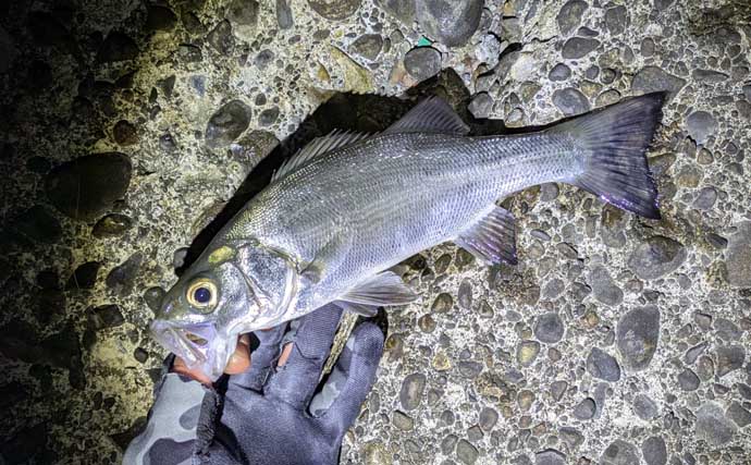 紀南エリアのランガンルアーフィッシングでガシラ祭り【和歌山】今後はアオリに期待