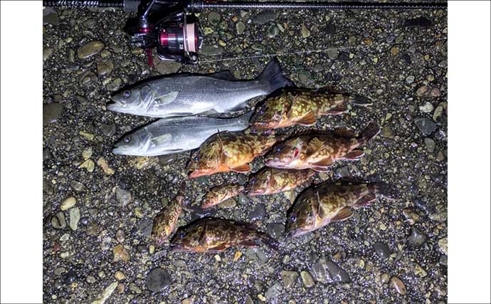 紀南エリアのランガンルアーフィッシングでガシラ祭り【和歌山】今後はアオリに期待