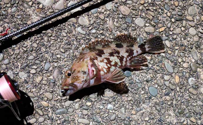 紀南エリアのランガンルアーフィッシングでガシラ祭り【和歌山】今後はアオリに期待