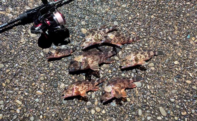 紀南エリアのランガンルアーフィッシングでガシラ祭り【和歌山】今後はアオリに期待