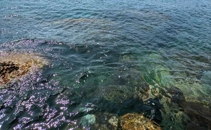 紀南エリアのランガンルアーフィッシングでガシラ祭り【和歌山】今後はアオリに期待