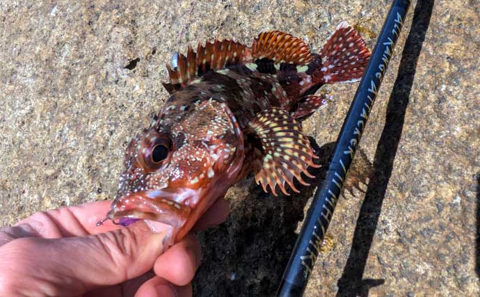 紀南エリアのランガンルアーフィッシングでガシラ祭り【和歌山】今後はアオリに期待