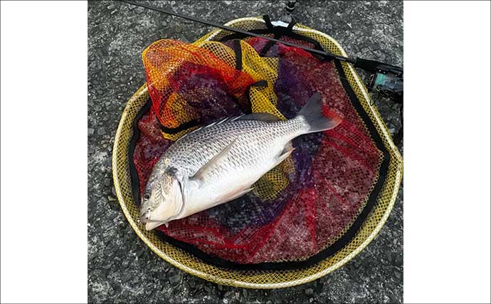 「ソフトルアー vs ハードルアー」 チニングで効果的なのはどっち？