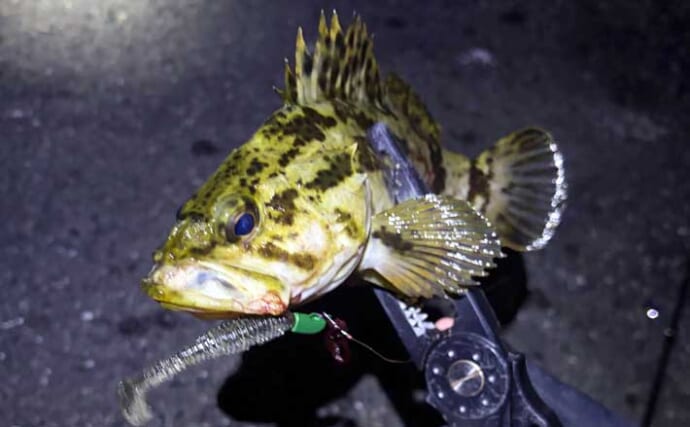 「オフシーズンに期待は禁物だった？」 大阪湾奥ライトゲーム釣行で3連続ボウズ