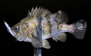 春のメバリング3大パターン攻略 【プランクトン・ベイトフィッシュ・バチ…