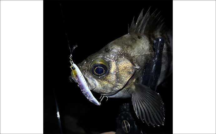 春のメバリング3大パターン攻略 【プランクトン・ベイトフィッシュ・バチ抜け】を解説