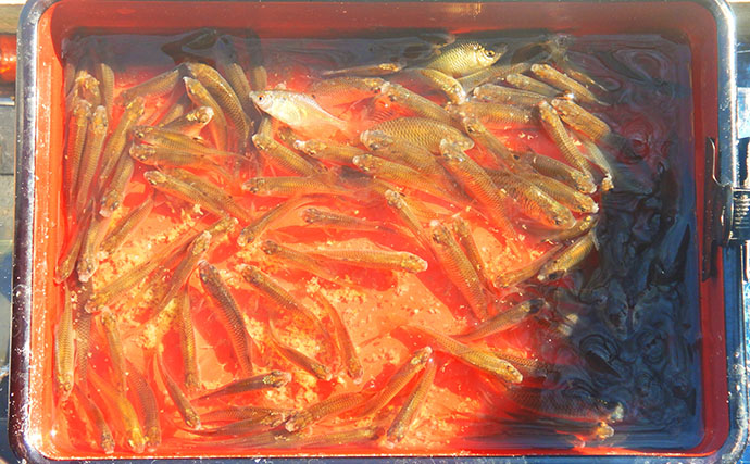 淡水小物釣りでバラタナゴ4束オーバー！【道満河岸ヘラ鮒釣場】開始から爆釣スタート