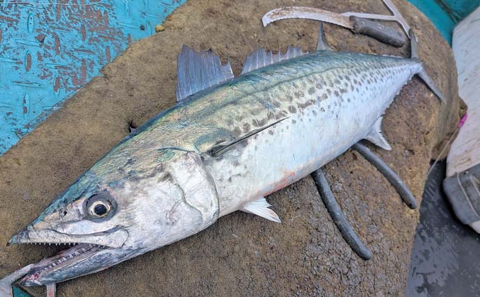 「雨と強風の中でサワラ3kg！」一瞬のボイルを射止めた石鏡沖キャスティングゲーム【三重】