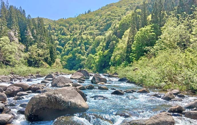 良型ヤマメ・アマゴ狙える渓流釣り場　石徹白川ポイントガイド【福井】