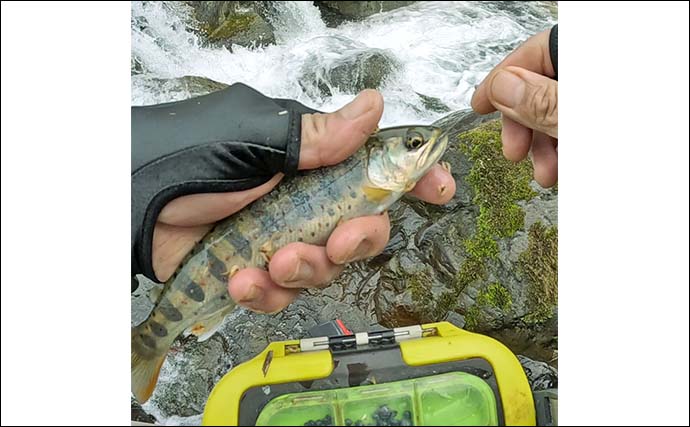 「解禁1ヶ月後の本流でも釣れる？」吉田川の渓流エサ釣りでまさかのアマゴ連発